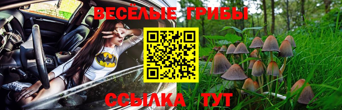 Псилоцибиновые грибы Psilocybe Ессентуки